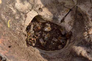 Wild bees (Apis mellifera) made a nest in a stone close-up