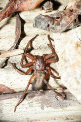 Flat spider, Narooma, NSW, January 2024