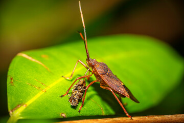 Gum Tree Shield Bug (Poecilometis sp.), Narooma, NSW, December 2023