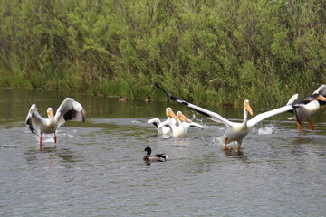 group of pelicans