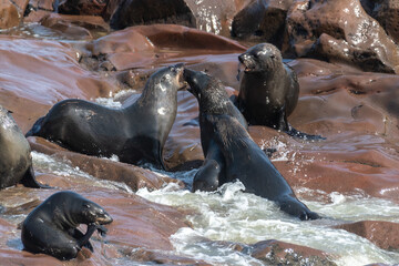 Detail of the seal colony at Cape Cross, off the skeleton coast of Namibia.