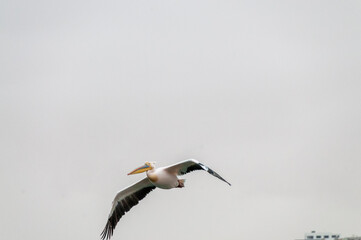 Telephoto shot of a great white pelican -Pelecanus onocrotalus- near Walvis Bay, Namibia