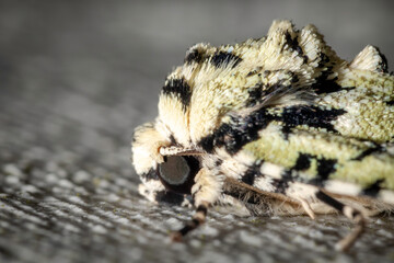 Noctuoid moth (Thalatha melanophrica), Narooma, NSW, January 2024