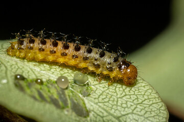 Pittosporum leaf beetle larvae (Lamprolina (genus)), Narooma, NSW, December 2023