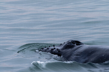 Fototapeta premium Blowhole and dosal fin of a surfacing whale, in Walvis Bay, Namibia.