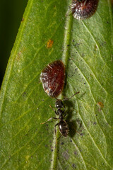 Scale insect and ant, Narooma, NSW, December 2023