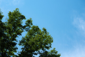 青い空と木