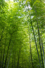 Fototapeta premium 緑豊かな竹林の風景