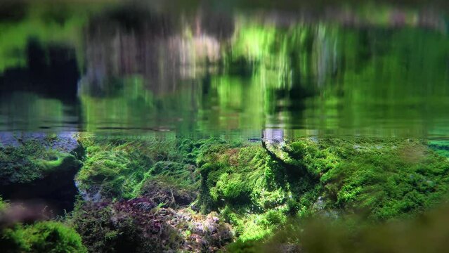 湧き水が水源である清流