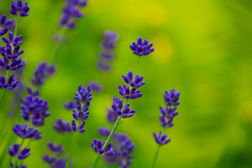 lavendel naturheilkunde heilpflanze