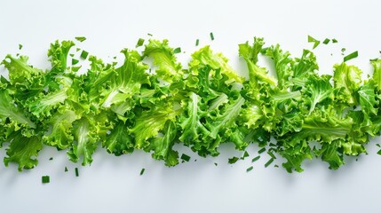 Obraz premium Endive Salad in Green color on White Background