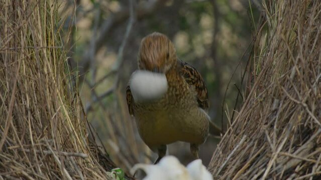 Western Bird - Chlamydera guttata Australian native bird in the Ptilonorhynchidae, brown spotted with a pink erect crown on the neck, the male has an elaborate structure to attract females.