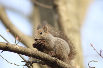 木の実を食べるエゾリス