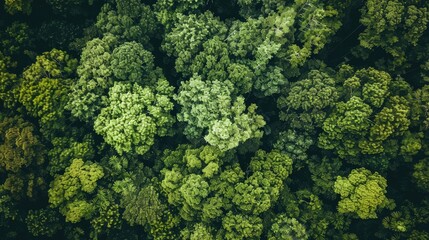 Capture a bird s eye view of lush green trees in the forest with a drone and observe how these dense canopies are efficiently trapping CO2 This verdant landscape serves as a natural backdro