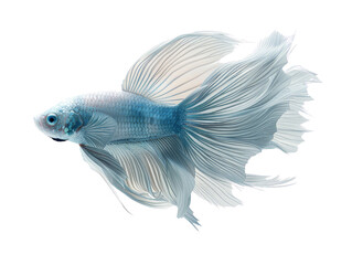 Close-up of a beautiful blue Betta fish with flowing fins on a white background, showcasing its intricate details and vibrant colors.