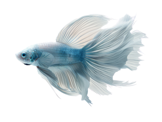 Close-up of a beautiful blue Betta fish with flowing fins on a white background, showcasing its intricate details and vibrant colors.