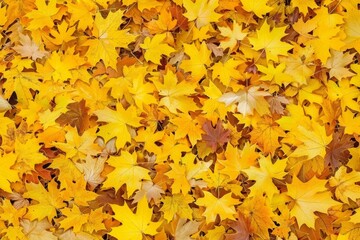 A close-up shot of fallen autumn leaves, showcasing the vibrant yellow hues of the leaves