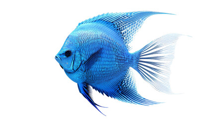 Vibrant blue tropical angelfish with ornate fins against a white background, showcasing its vivid color and delicate features.
