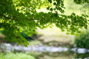 熊本県の水前寺公園