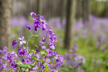 Fototapeta premium Outdoor fresh wild flowers, cherry blossoms, rapeseed plants