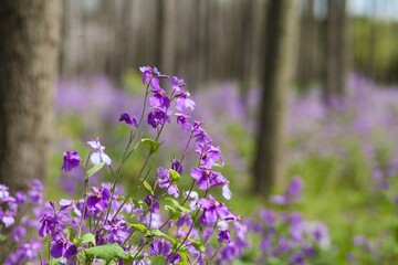 Obraz premium Outdoor fresh wild flowers, cherry blossoms, rapeseed plants