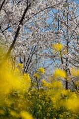 Outdoor fresh wild flowers, cherry blossoms, rapeseed plants