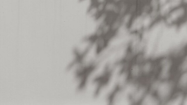 Shadow of tree branch natural sunlight on grey concrete wall background texture motion video