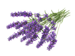 A bouquet of purple lavender flowers isolated on a white background, showcasing the natural beauty and aromatic essence of fresh lavender. © Sra