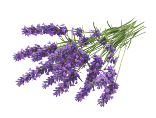 A bouquet of purple lavender flowers isolated on a white background, showcasing the natural beauty and aromatic essence of fresh lavender.