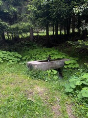 Brunnen aus Holz im Wald