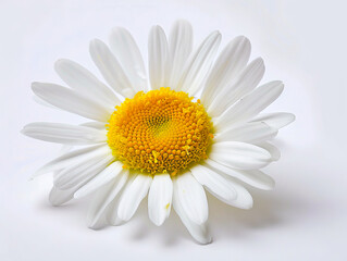 A white daisy is shown on a plain white background.