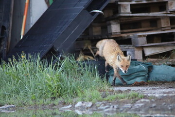 農家の敷地内を歩く体の濡れたキタキツネ