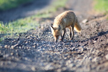 体の濡れたキタキツネ
