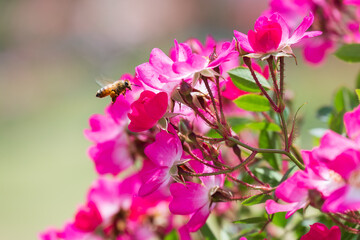 蜜集めに飛ぶミツバチ