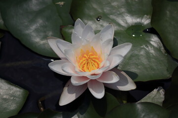 水面に浮かぶ睡蓮の花