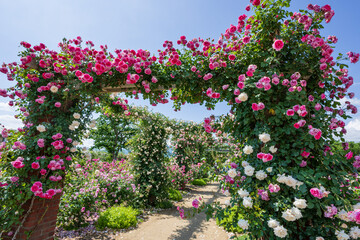 カラフルなバラのアーチ