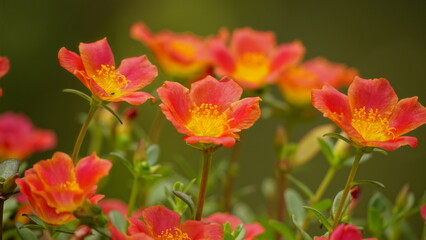 Portulaca grandiflora flowers bloom colorfully