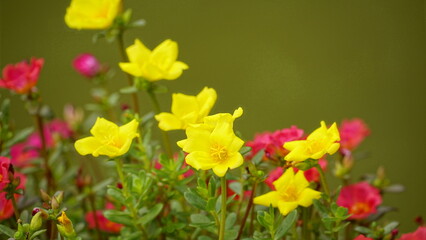 Obraz premium Portulaca grandiflora flowers bloom colorfully