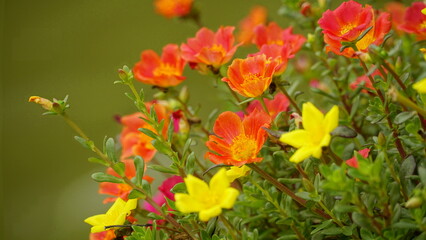 Portulaca grandiflora flowers bloom colorfully