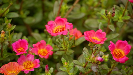 Portulaca grandiflora flowers bloom colorfully