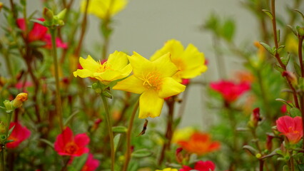 Obraz premium Portulaca grandiflora flowers bloom colorfully