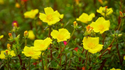 Obraz premium Portulaca grandiflora flowers bloom colorfully