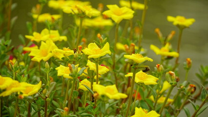 Obraz premium Portulaca grandiflora flowers bloom colorfully