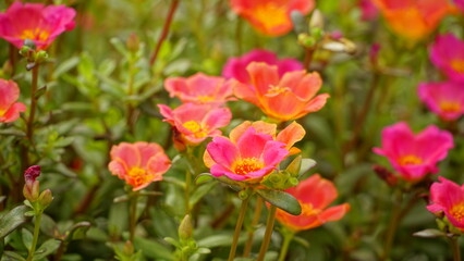 Fototapeta premium Portulaca grandiflora flowers bloom colorfully