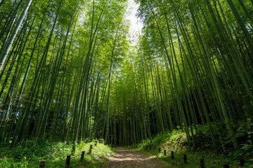 青々と茂る竹林と小道