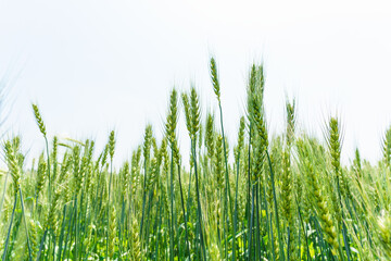 Obraz premium Barley fields about to mature in June in Northeast China
