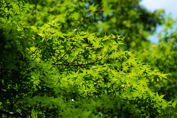 光を浴びて輝く新緑の若葉