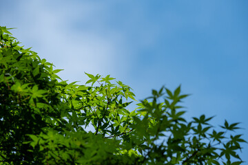 爽やかな新緑と青空
