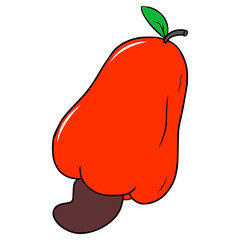 cashew fruit illustration hand drawn isolated  vector	
