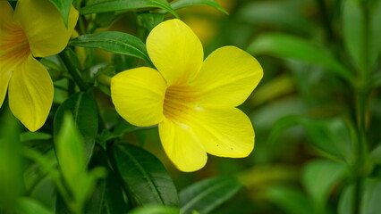 Fototapeta premium Yellow Allamanda cathartica flowers bloom in the garden